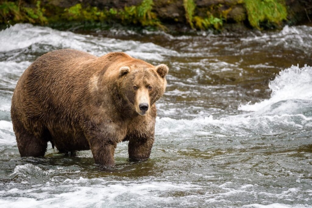 Fat Bear Week 2026 Is Almost Here—Get the Details - Outdoors with Bear Grylls