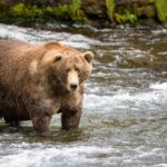 Fat Bear Week 2026 Is Almost Here—Get the Details - Outdoors with Bear Grylls