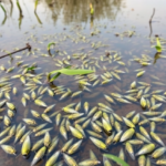 Hidden Mosquito Diversity Surfaces in Mexico’s Celestún Mangrove Reserve - Bioengineer.org
