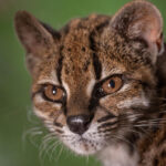 First new living cat species in over a century discovered in Bolivia’s cloud forests - ynetnews.com