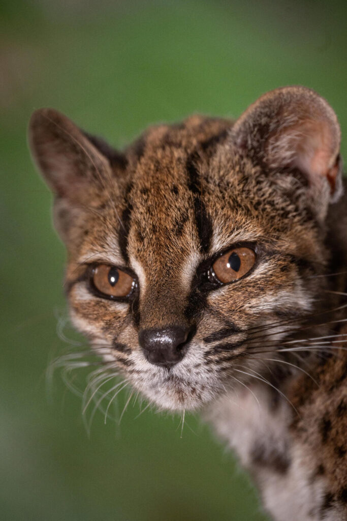 First new living cat species in over a century discovered in Bolivia’s cloud forests - ynetnews.com