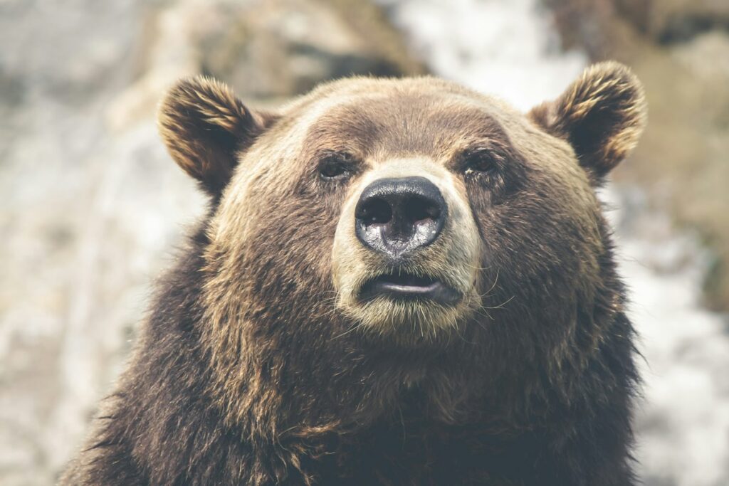 Fat Bear Week Has Begun & The First Bracket is Open For Voting! - WBKR 92.5