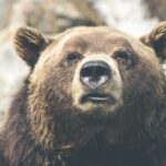 Fat Bear Week Has Begun & The First Bracket is Open For Voting! - WBKR 92.5