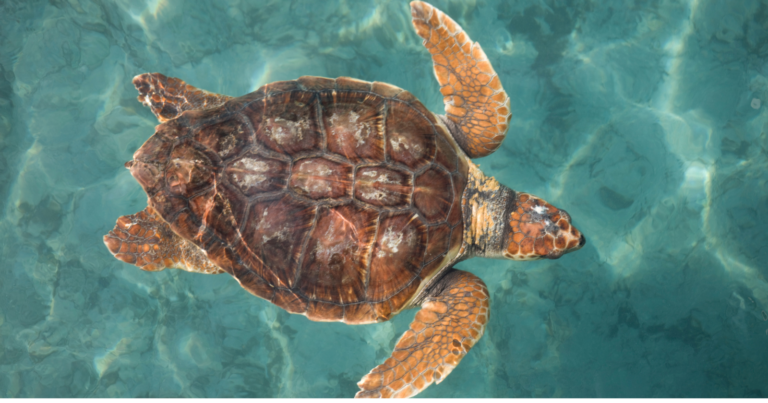 After surviving 70 to 80 years in the Atlantic, a 270-pound loggerhead turtle was found swimming in confused circles off the Florida Keys — she looked almost pristine on the outside, but something had left her unable to swim normally - Science Blog