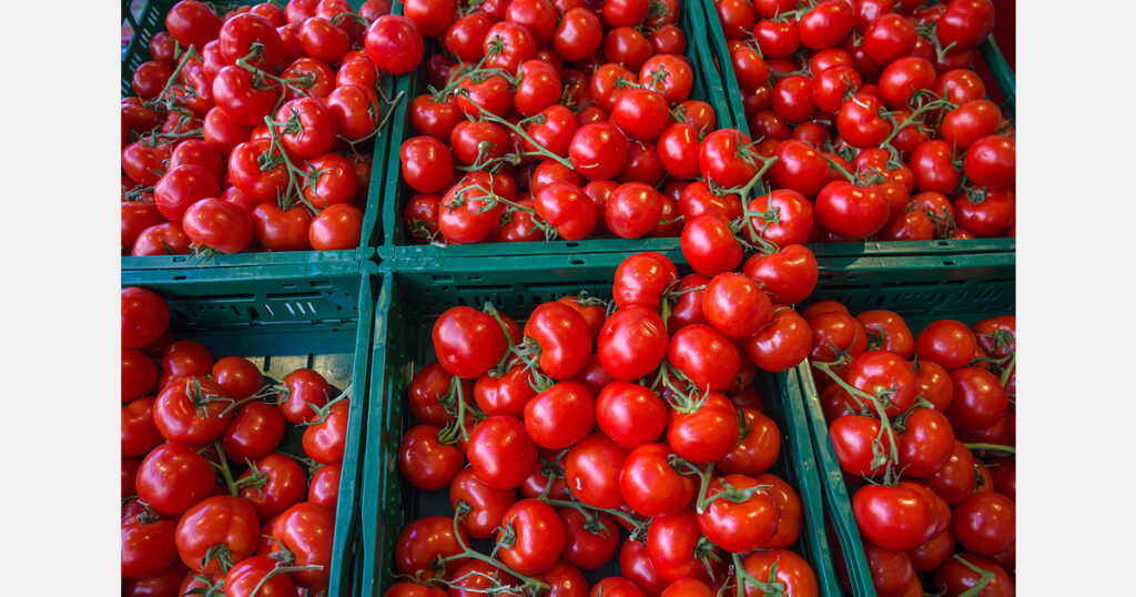 Georgia's tomato imports from Azerbaijan more than double in 2026 - Hortidaily