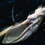 Injured Pelican Knocks on Florida Lab Door and Is Rescued by Biologists - La Voce di New York