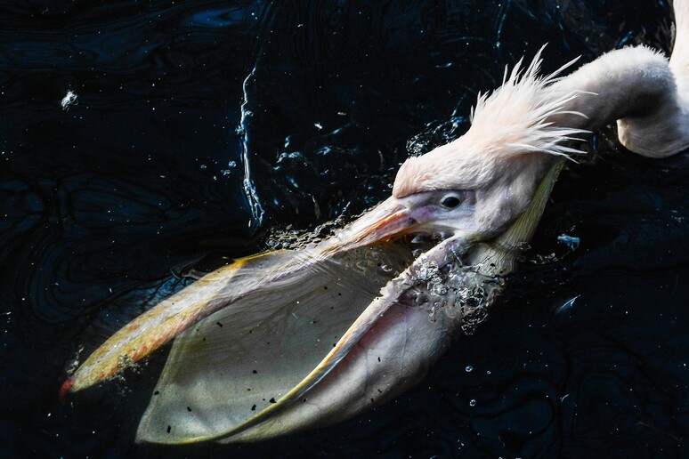 Injured Pelican Knocks on Florida Lab Door and Is Rescued by Biologists - La Voce di New York