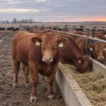 Cattle Futures Pull Back After 4-Cent Rally—Is the Rebound Real? - TechStock²