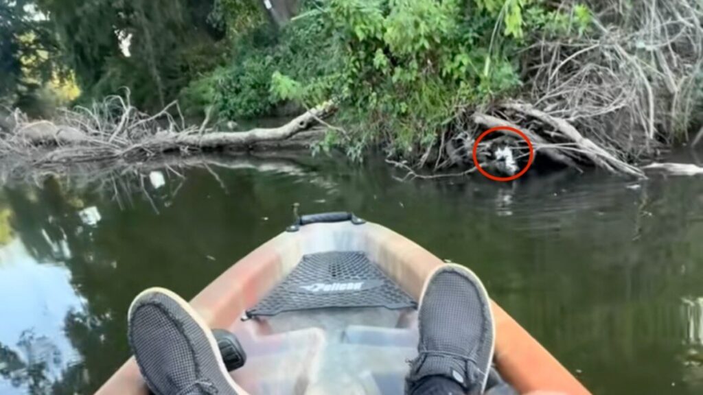 Kayaker Hears Tiny Baby Calling For Help And Paddles Out To Rescue Him - The Dodo