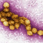 Dane County confirms first human case of West Nile Virus this year - dailycardinal.com