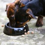Dog supplements recalled over potential salmonella contamination - Fox Business