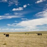 Wyoming ranchers struggling amid drought, higher costs and new pressures from beef imports - CBS News