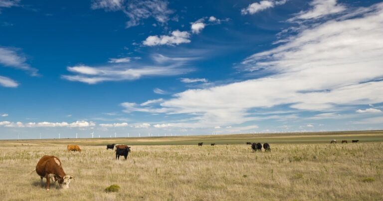 Wyoming ranchers struggling amid drought, higher costs and new pressures from beef imports - CBS News