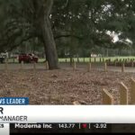 During Savannah bananas construction in Daffin park, nine live oak trees faced considerable damage, putting their lives at risk. - WTOC