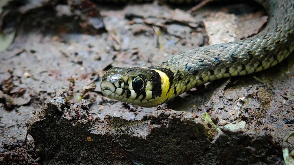 In Wales, Britain's largest native snake and escaped kingsnake turn up hours apart - yahoo.com