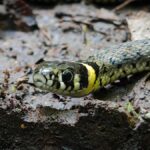 In Wales, Britain's largest native snake and escaped kingsnake turn up hours apart - yahoo.com