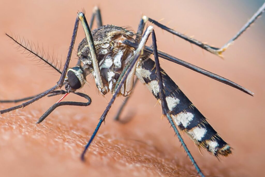 Zika virus mosquitos found breeding in Britain. What doctors say about the risk - The Independent