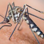 Zika virus mosquitos found breeding in Britain. What doctors say about the risk - The Independent