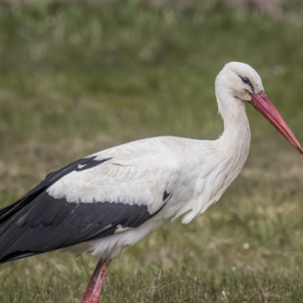 White Stork Travels 5,180 Kilometres From Hungary Before Dying in Somalia - Garowe Online