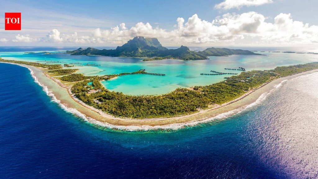 After countless hours searching for rare seahorses in French Polynesia, a photographer captured an adult - The Times of India