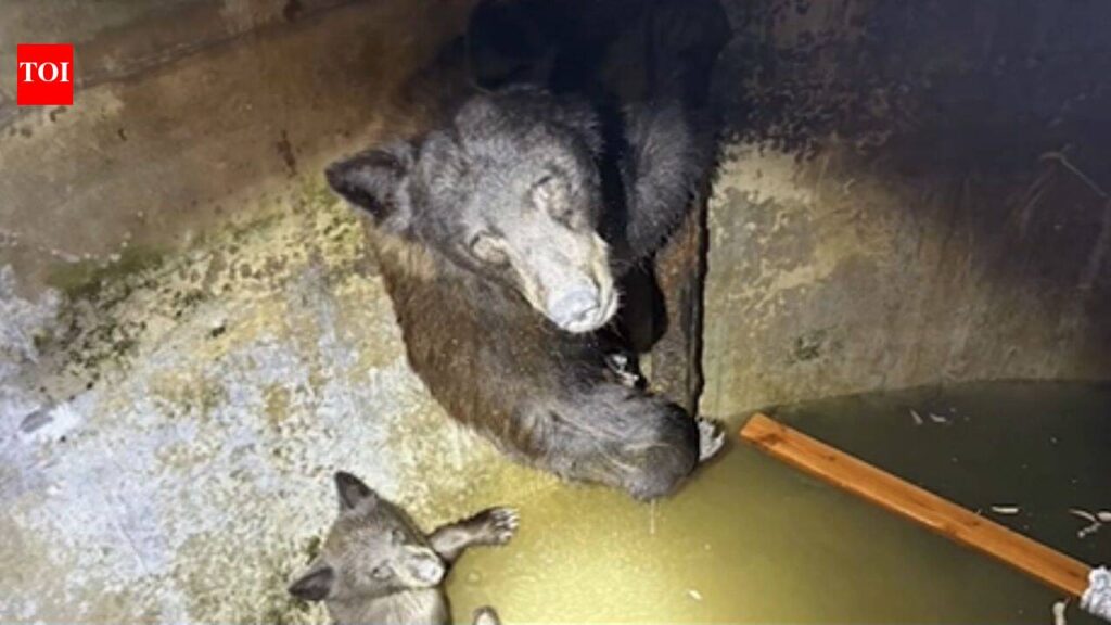 Hikers heard ‘howling’ from a California water tank; rescuers found a mother bear and her cubs trapped in - timesofindia.indiatimes.com