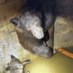 Hikers heard ‘howling’ from a California water tank; rescuers found a mother bear and her cubs trapped in - The Times of India