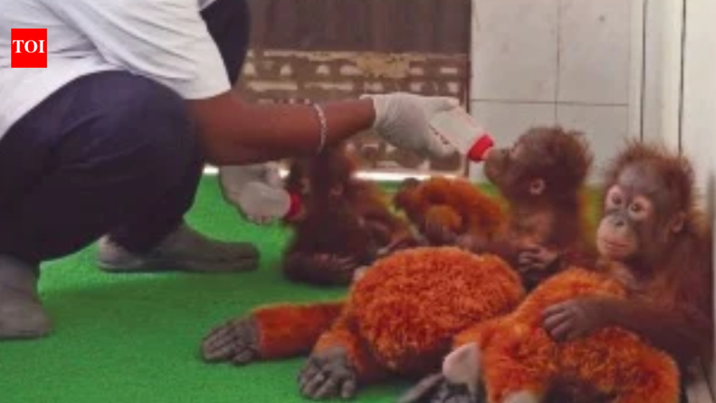 Nature’s gardeners: Orangutans help regenerate rainforests - The Times of India
