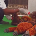 Nature’s gardeners: Orangutans help regenerate rainforests - The Times of India