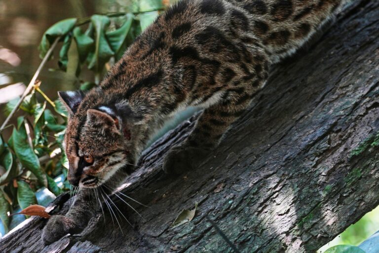 Tiny wild cat newly identified as a species draws curious visitors in Bolivia - Dallas News