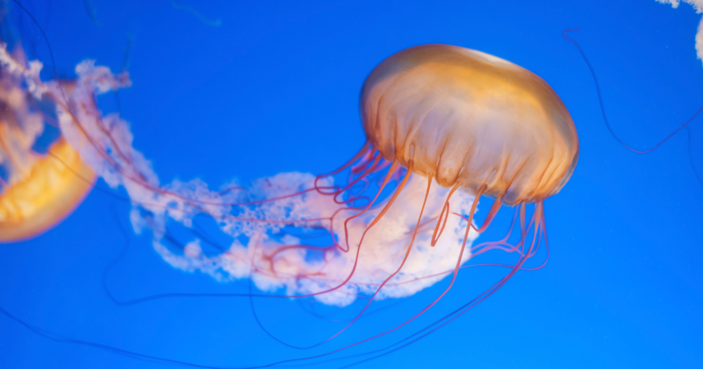 A jar of transparent hydromedusae scooped out of Tanabe Bay, Wakayama, in 2018 by Ryoya Sugimoto, 13, held a species nobody had described; the paper naming Orchistoma integrale ran 14 pages in Plankton and Benthos Research on February 28, 2025 - scienceblog.com