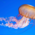 A jar of transparent hydromedusae scooped out of Tanabe Bay, Wakayama, in 2018 by Ryoya Sugimoto, 13, held a species nobody had described; the paper naming Orchistoma integrale ran 14 pages in Plankton and Benthos Research on February 28, 2025 - scienceblog.com