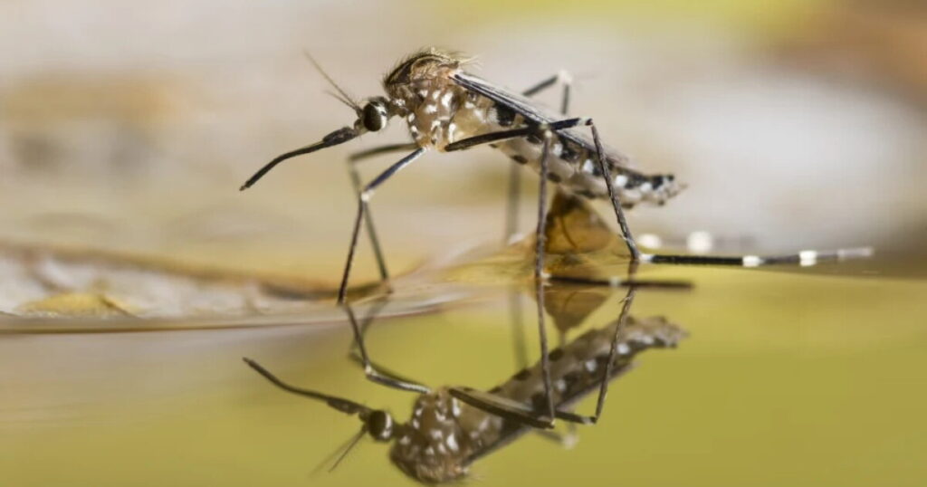 Hillsborough, Pasco and Pinellas counties declare states of emergency to battle dengue fever - wusf.org