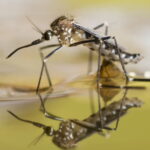 Hillsborough, Pasco and Pinellas counties declare states of emergency to battle dengue fever - wusf.org
