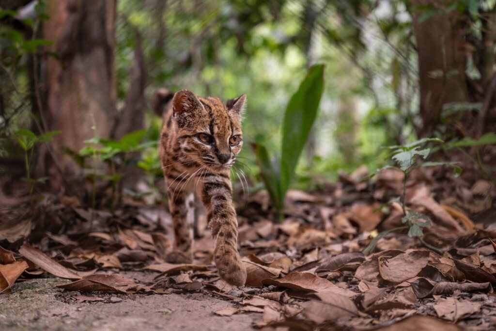 See the first new species of cat discovered in more than a century—it’s adorable - Scientific American