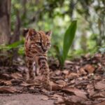 See the first new species of cat discovered in more than a century—it’s adorable - Scientific American