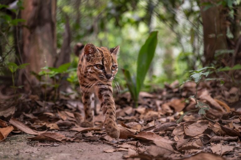 See the first new species of cat discovered in more than a century—it’s adorable - Scientific American