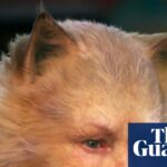 ‘Oh God, I can’t bear it’: Judi Dench says Cats film was ‘a waste of goodwill and talent’ - The Guardian