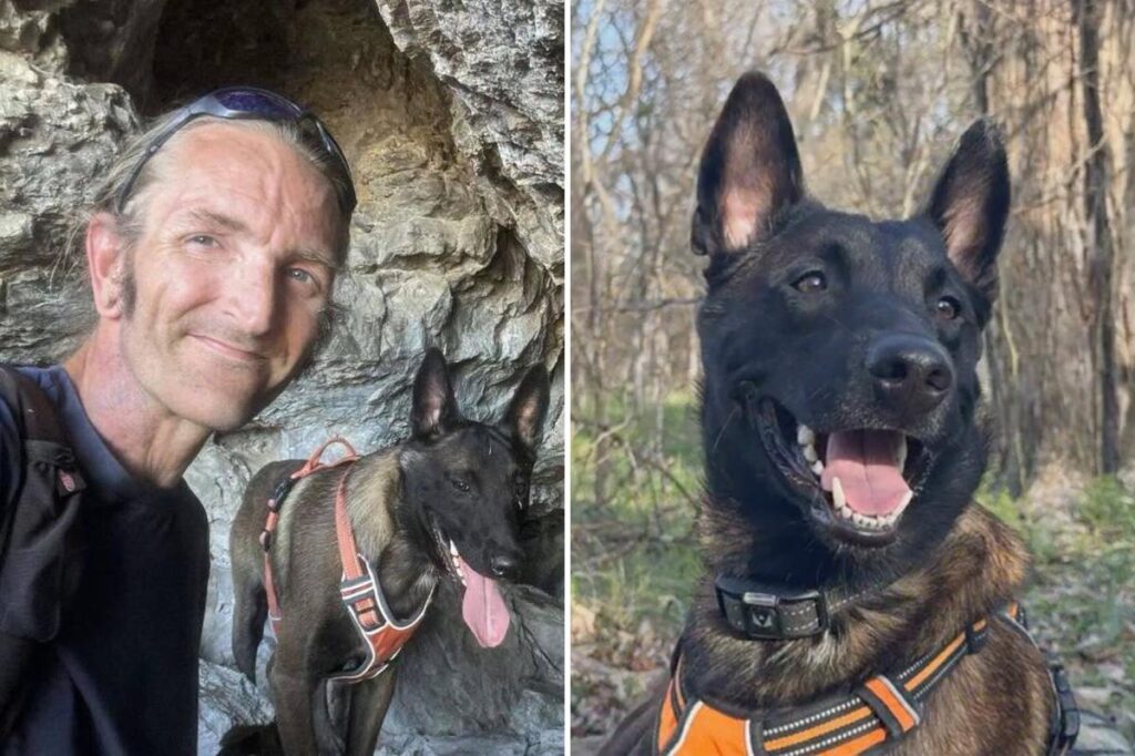 Major the Belgian Malinois faces death as owner has only days to convince judge to spare service dog from euthanasia - New York Post