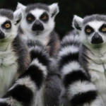 No Cages, Just Canopies: Inside Madagascar's Botanical Garden that Lets You Meet Lemurs on their Own Terms - Times Now
