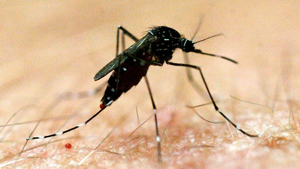 Climate Change Raises Major Disease Risks For Australia - Cambodianess