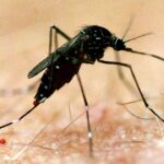 Climate Change Raises Major Disease Risks For Australia - Cambodianess