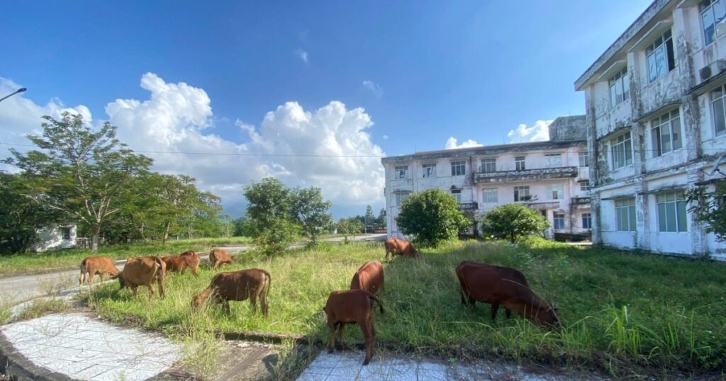 Cows graze on the hospital grounds, and there is a lot of equipment stored there. - Vietnam.vn