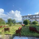 Cows graze on the hospital grounds, and there is a lot of equipment stored there. - Vietnam.vn