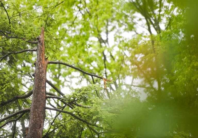 Wind advisory posted for southwestern Pa. beginning Saturday night - Pittsburgh Post-Gazette