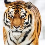 Man dies after entering tiger enclosure at Yorkshire Wildlife Park - Somerset County Gazette