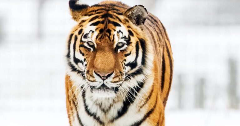 Man dies after entering tiger enclosure at Yorkshire Wildlife Park - Somerset County Gazette