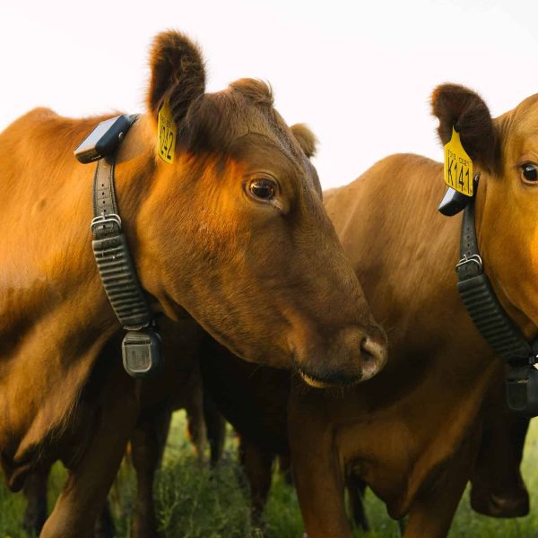 Fences Without Wire: Big Data and Smart Collars Are Transforming Rangelands - Outdoor Wire