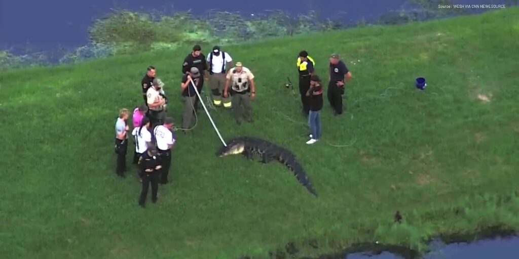 71-year-old man killed by 12-foot alligator while fishing alongside lake - WABI