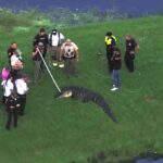 71-year-old man killed by 12-foot alligator while fishing alongside lake - WABI