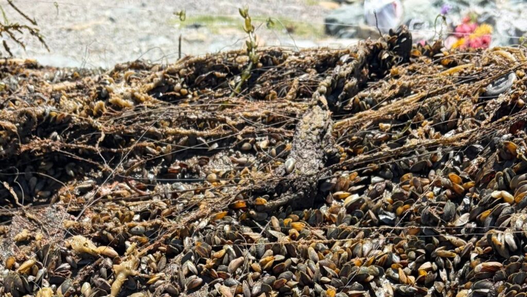 New California law cuts red tape to stop golden mussel invasion. Next, action shifts to Congress - Stocktonia